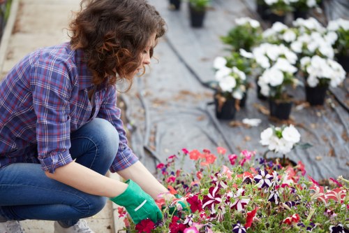 Professionals mowing a lush green lawn in Ealing