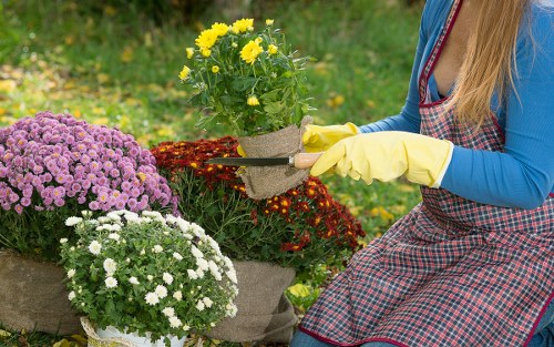 Team pruning and trimming plants during garden clearance