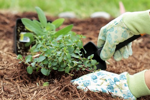 Sustainable garden with native plants in Ealing